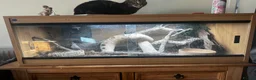 Python Snake reptiles for sale: Carpet python - Advert 2