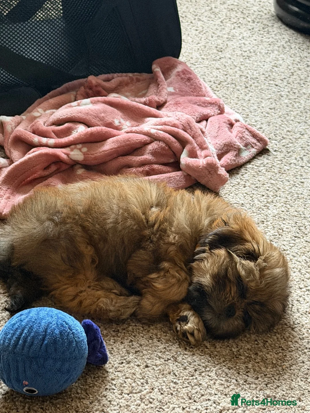 Shih Tzu dogs for sale: Shih Tzu girl for sale  - Advert 2