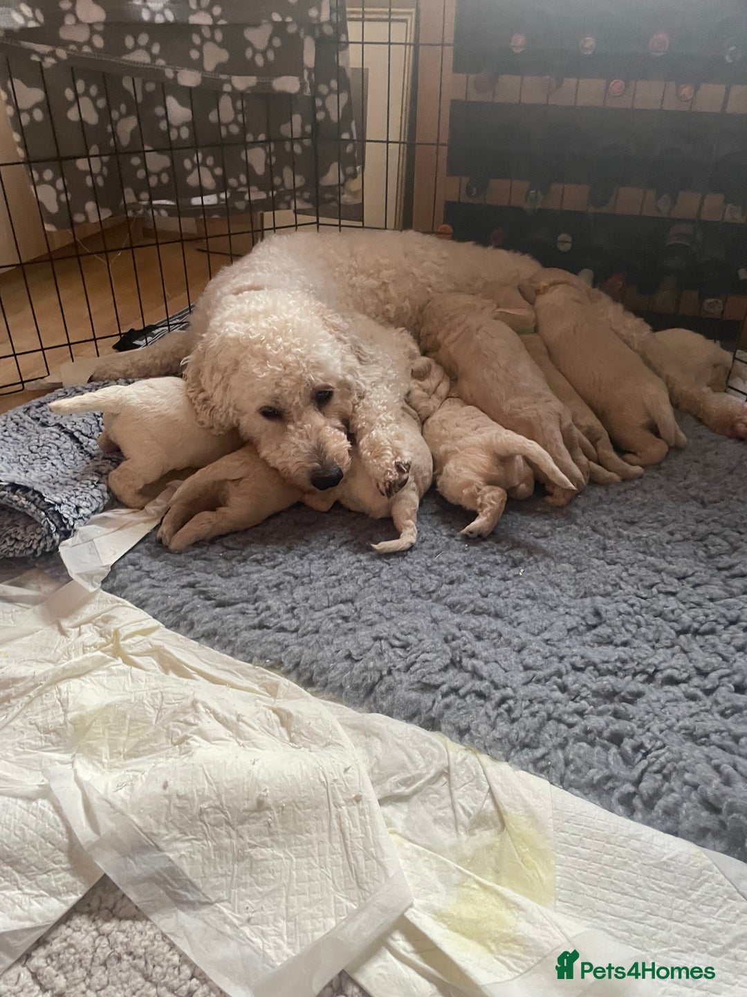 Goldendoodle dogs for sale: Golden doodle puppies  - Advert 10