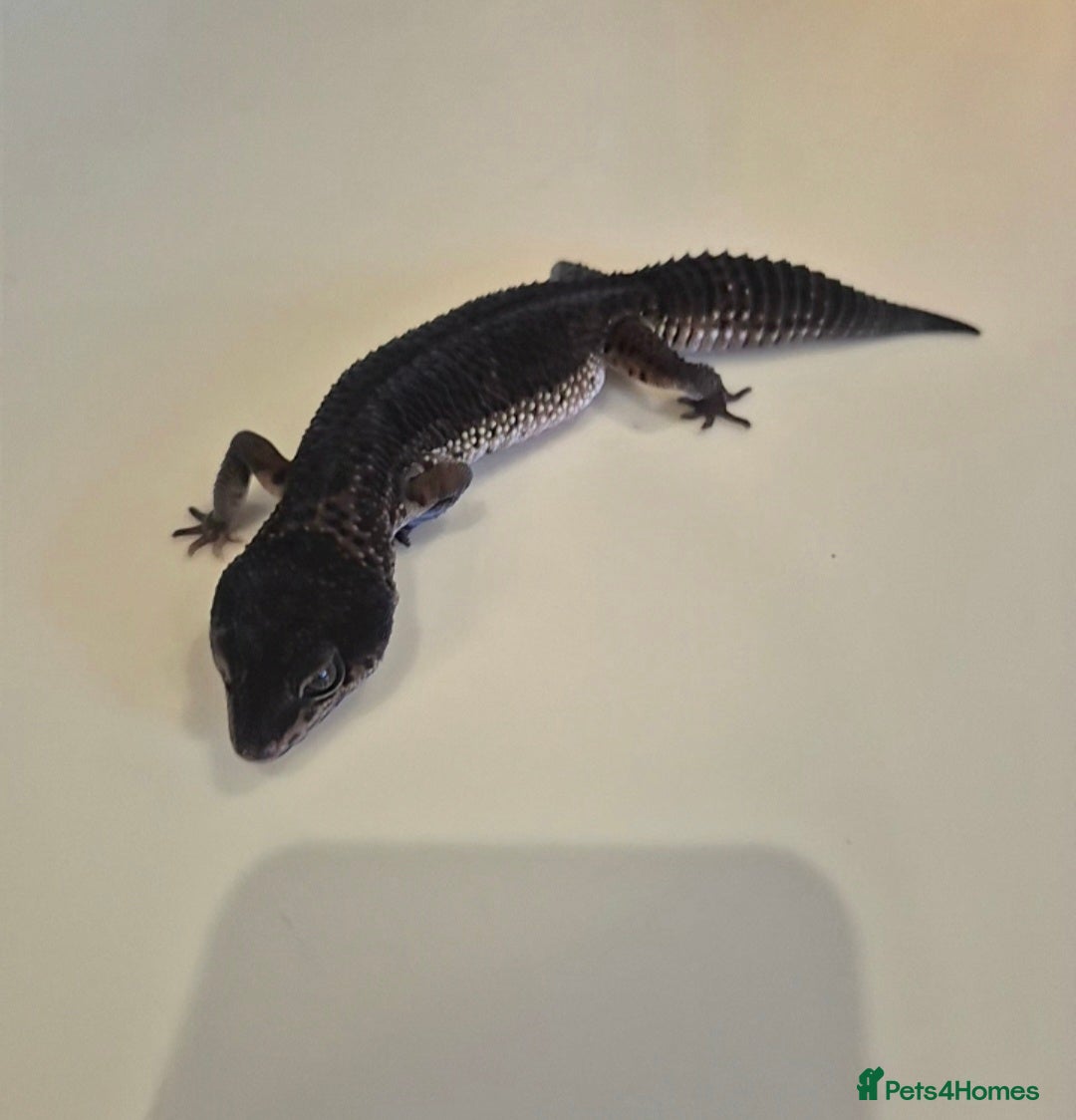 Leopard Gecko reptiles for sale: Male Black Night Leopard Gecko - Image 3