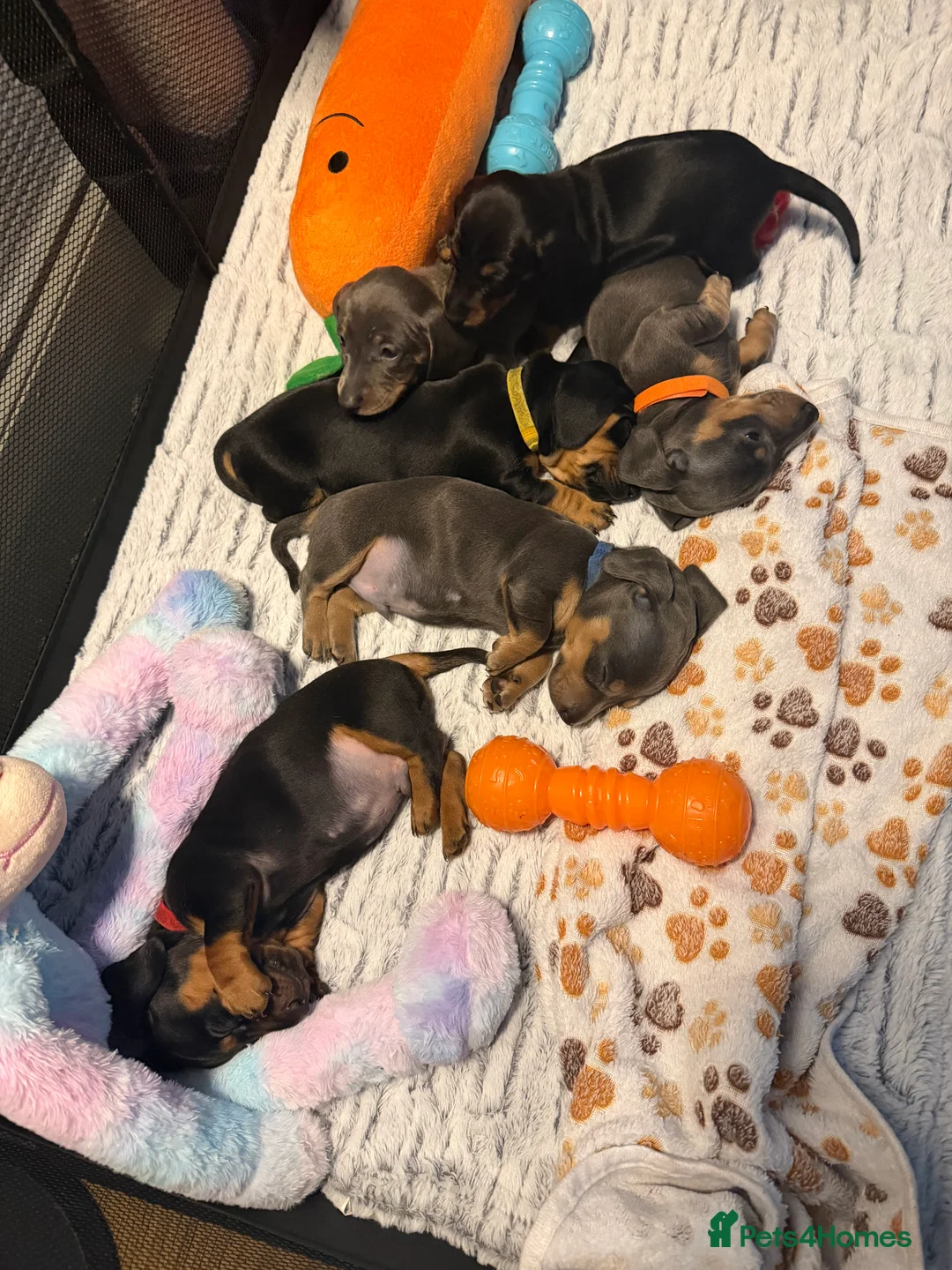 Dachshund dogs for sale: ONLY 1 DACHSHUND FEMALE LEFT DOLLY - Advert 17