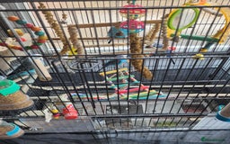 Budgerigars birds for sale: 10 Budgies and 2 large cages - Image 11