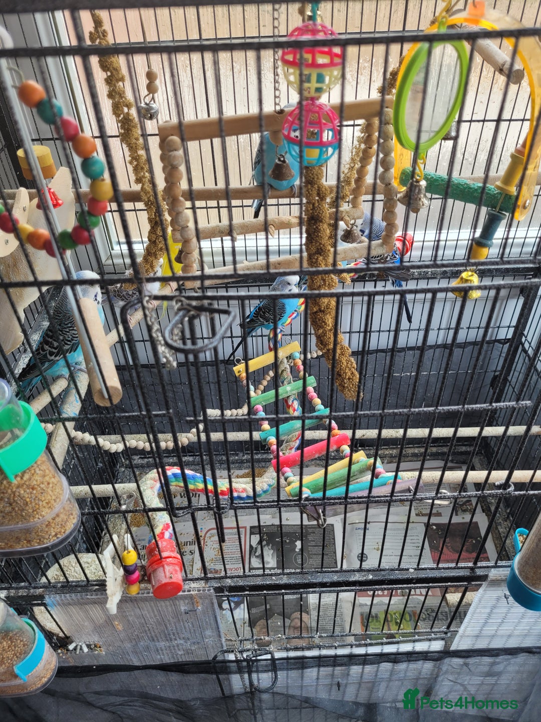 Budgerigars birds for sale: 10 Budgies and 2 large cages - Image 11