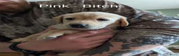 Labrador Retriever dogs for sale: 4 Labrador bitches left! - Advert 3