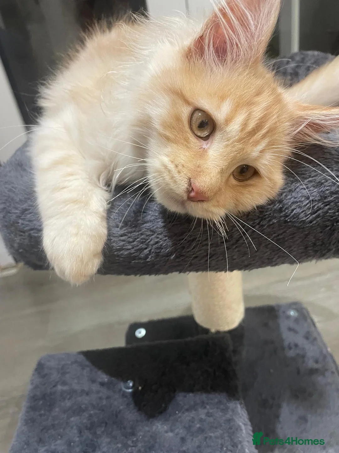 Maine Coon cats for sale: Full breed maine coon in Walsall - Advert 5