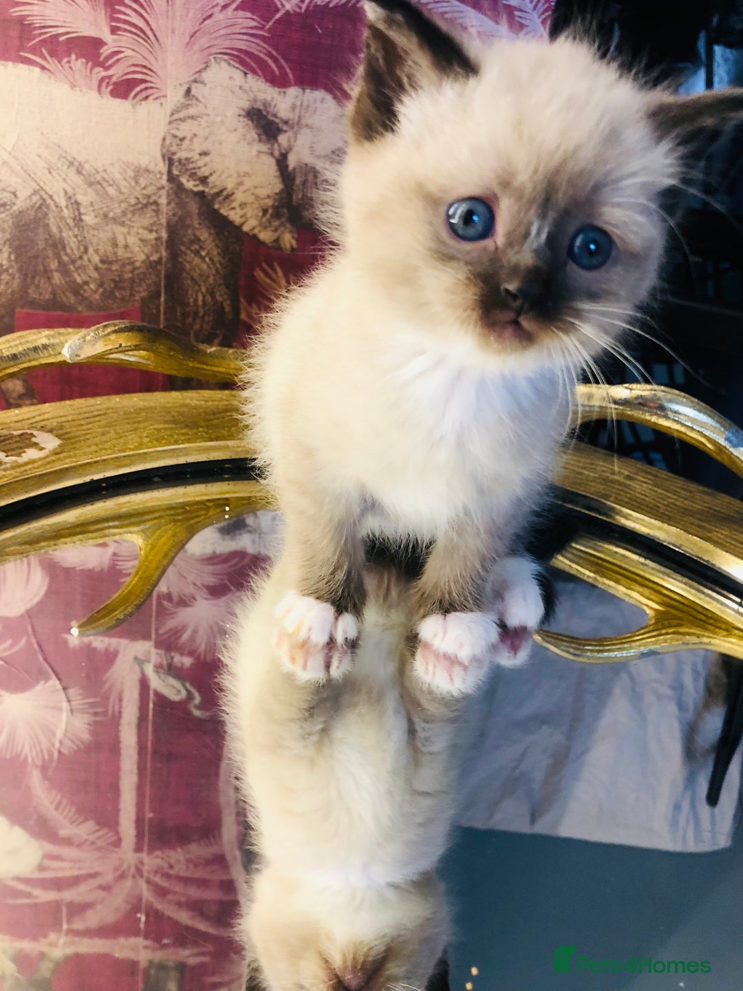 Ragdoll cats for sale: Ragdoll kittens  - Advert 27