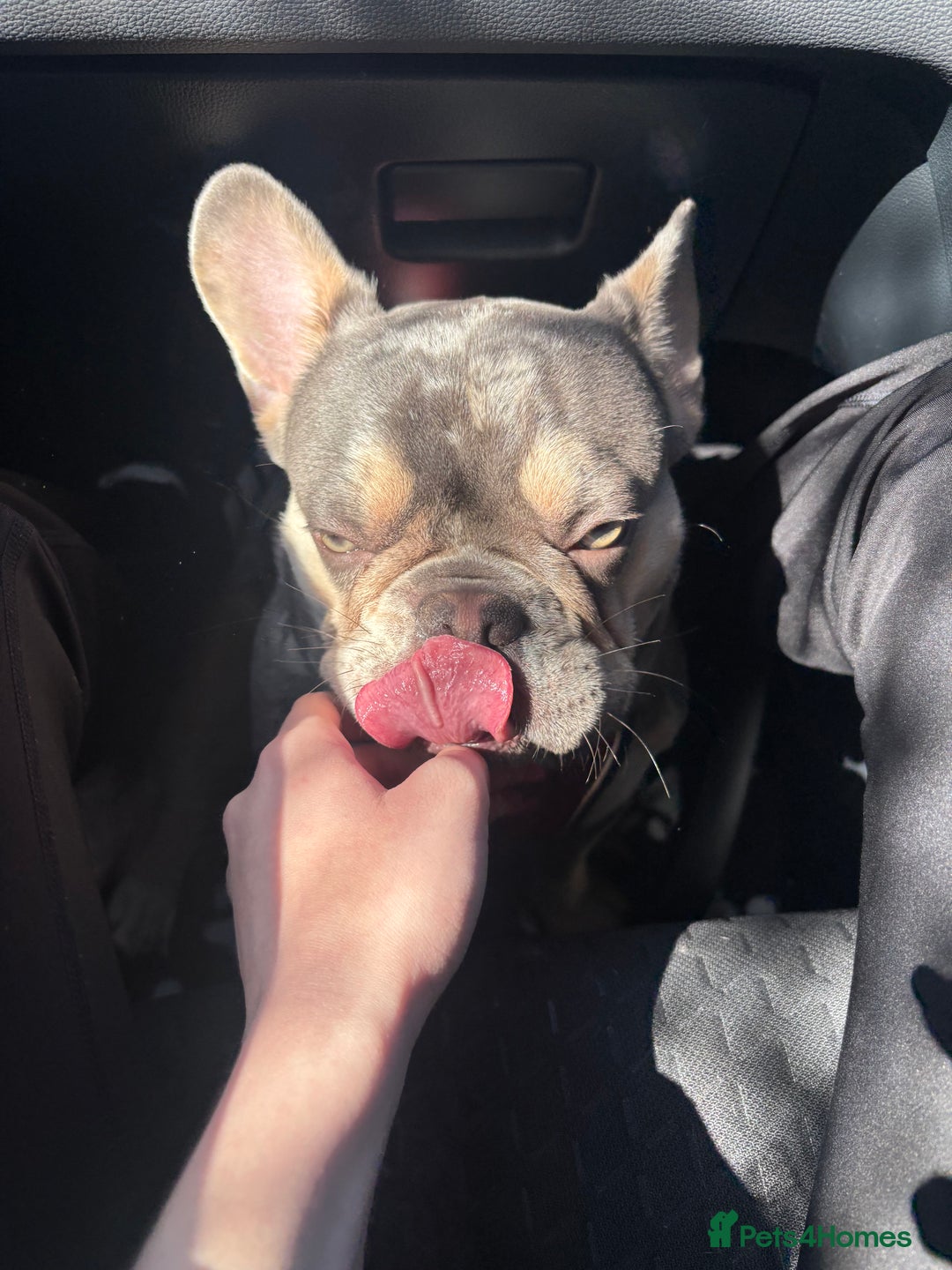 French Bulldog dogs for stud: 🩵Gorgeous Pedigree Stud Archie🩵 - Image 6