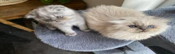 Scottish Fold cats for sale: Scottish folds  - Advert 4