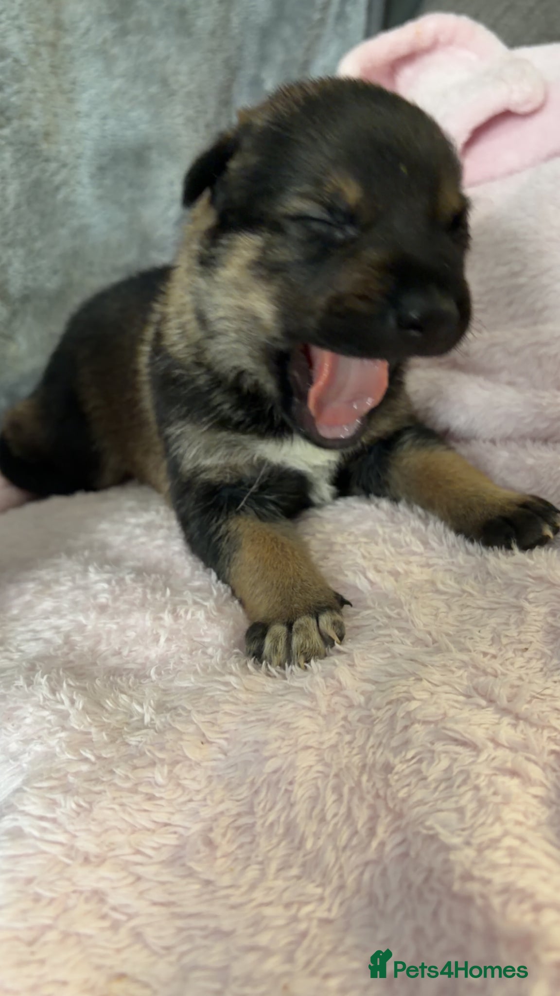 Mixed Breed dogs for sale: Belgian Mali x German shepherd  - Advert 2