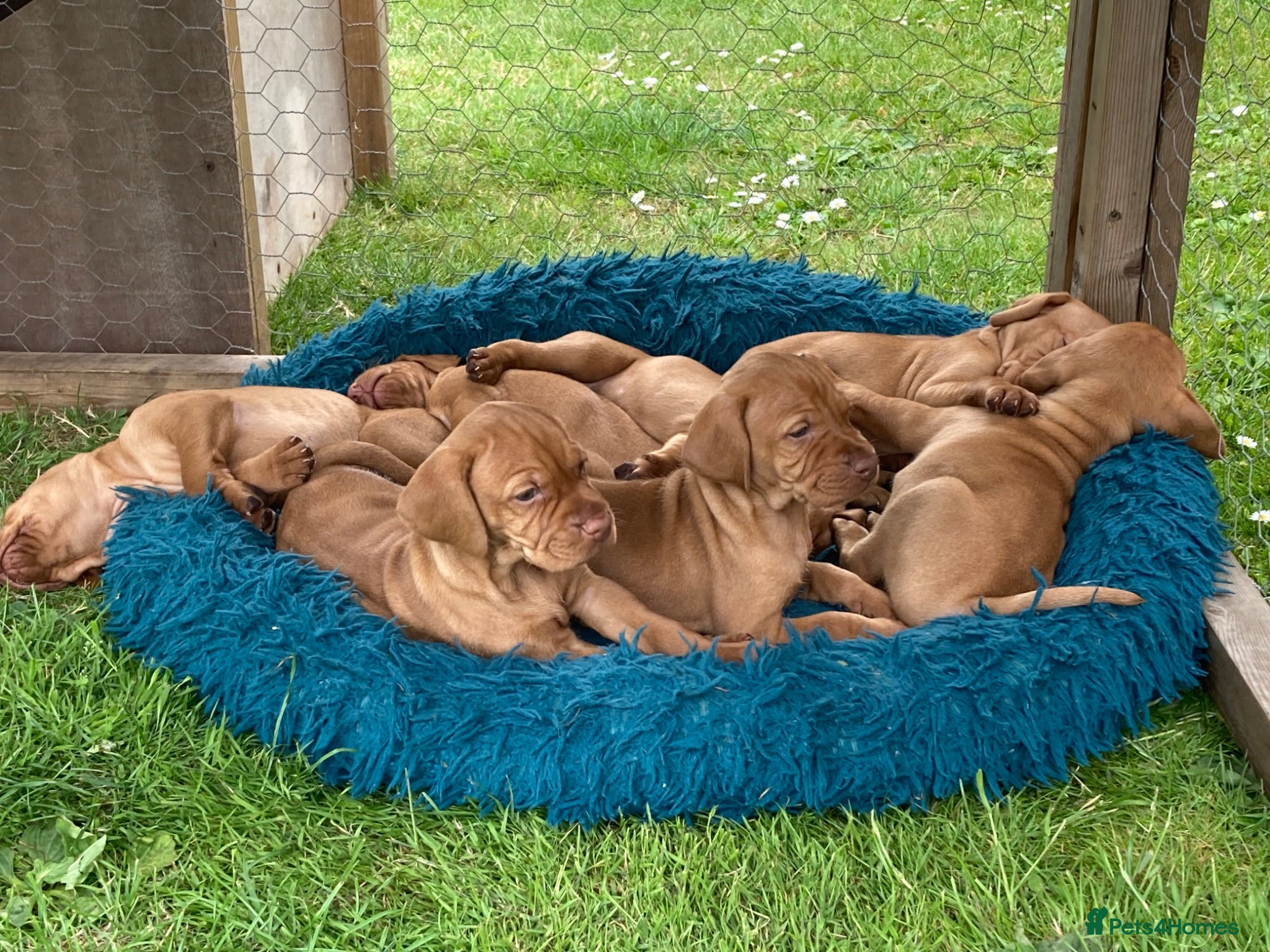 Hungarian Vizsla dogs Hungarian Vizsla Puppies - Advert 2