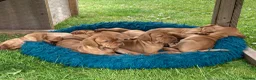 Hungarian Vizsla dogs for sale: Hungarian Vizsla Puppies in Andover - Advert 4