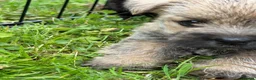 Cairn Terrier dogs for sale: Beautiful KC Reg Cairn Terrier Puppies 🐾  - Advert 8