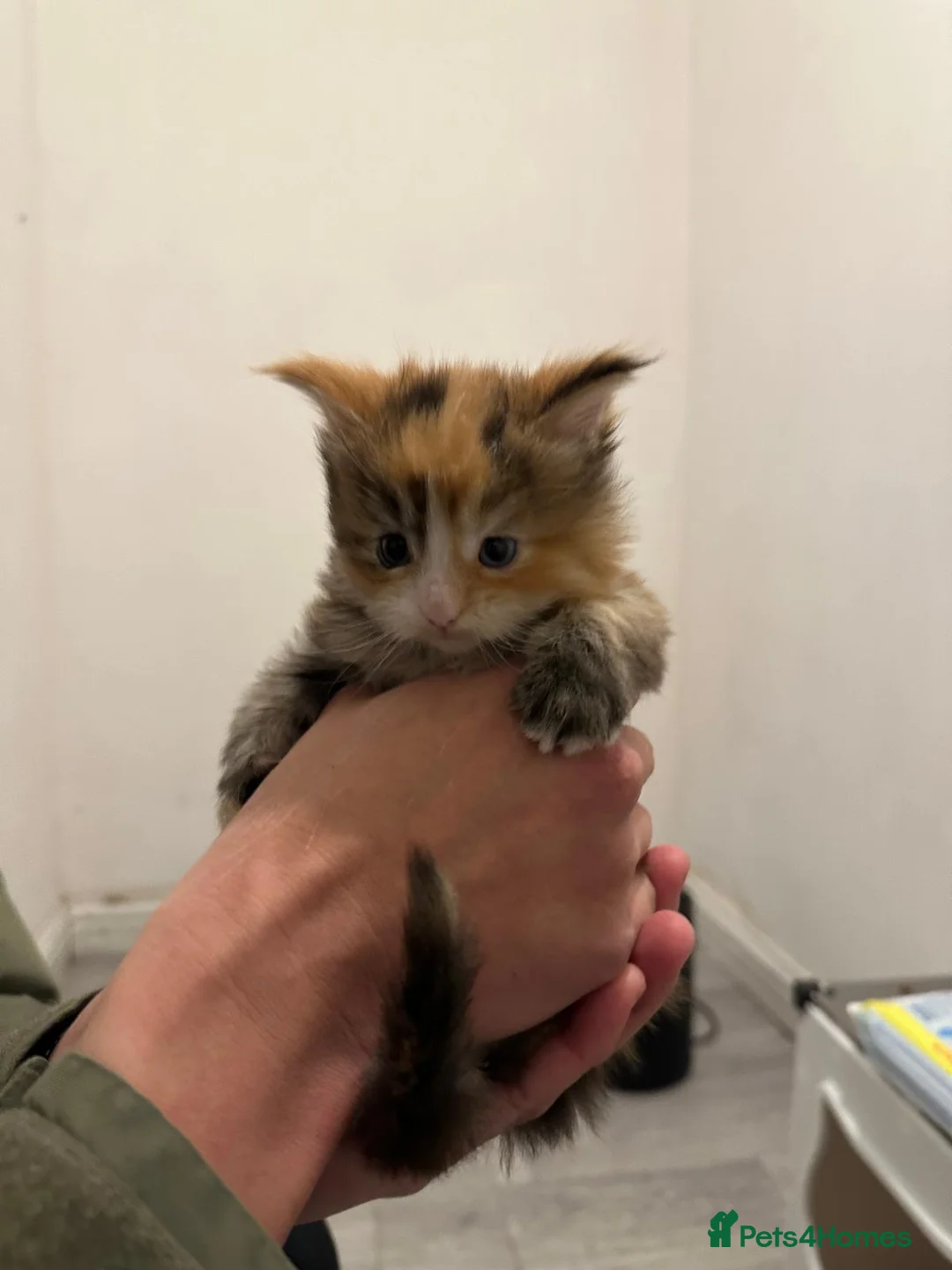 Maine Coon cats for sale: TICA Maine Coon DNA tested (last one left) - Advert 7