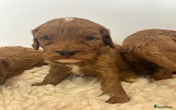 Cavapoo dogs for sale: F1 CAVAPOO BABIES 5🌟LICENSED BREEDER  - Image 15