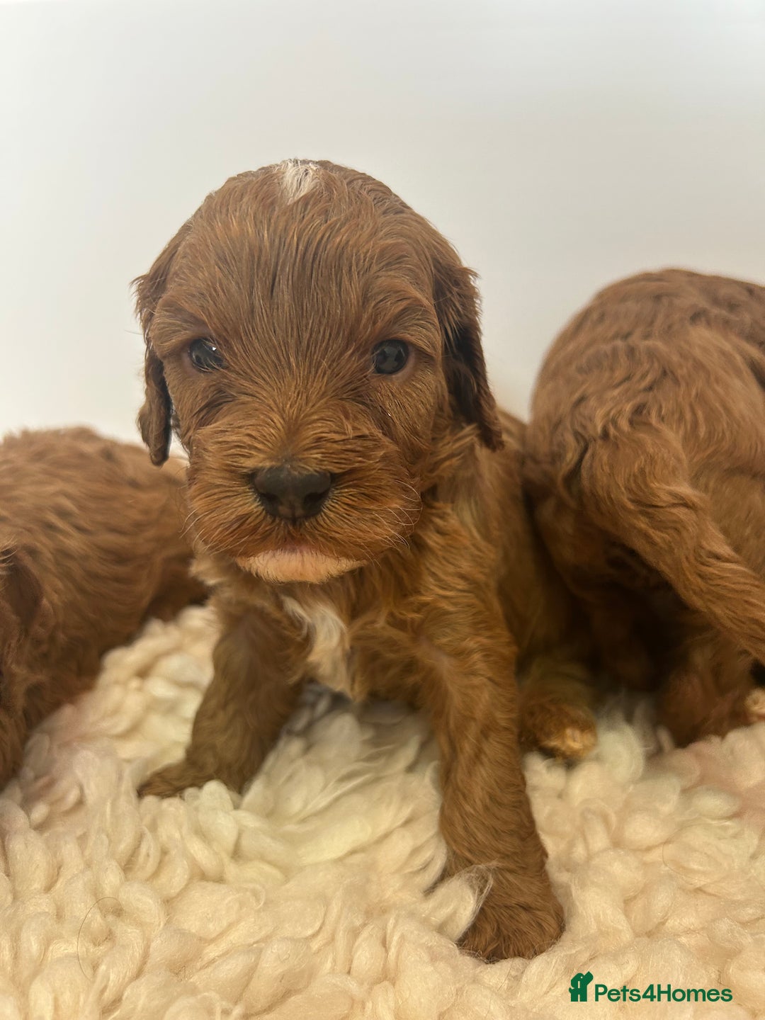 Cavapoo dogs for sale: F1 CAVAPOO BABIES 5🌟LICENSED BREEDER  - Image 15