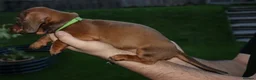 Dachshund dogs for sale: 7 dachshund pups for sale in Bradford - Advert 21