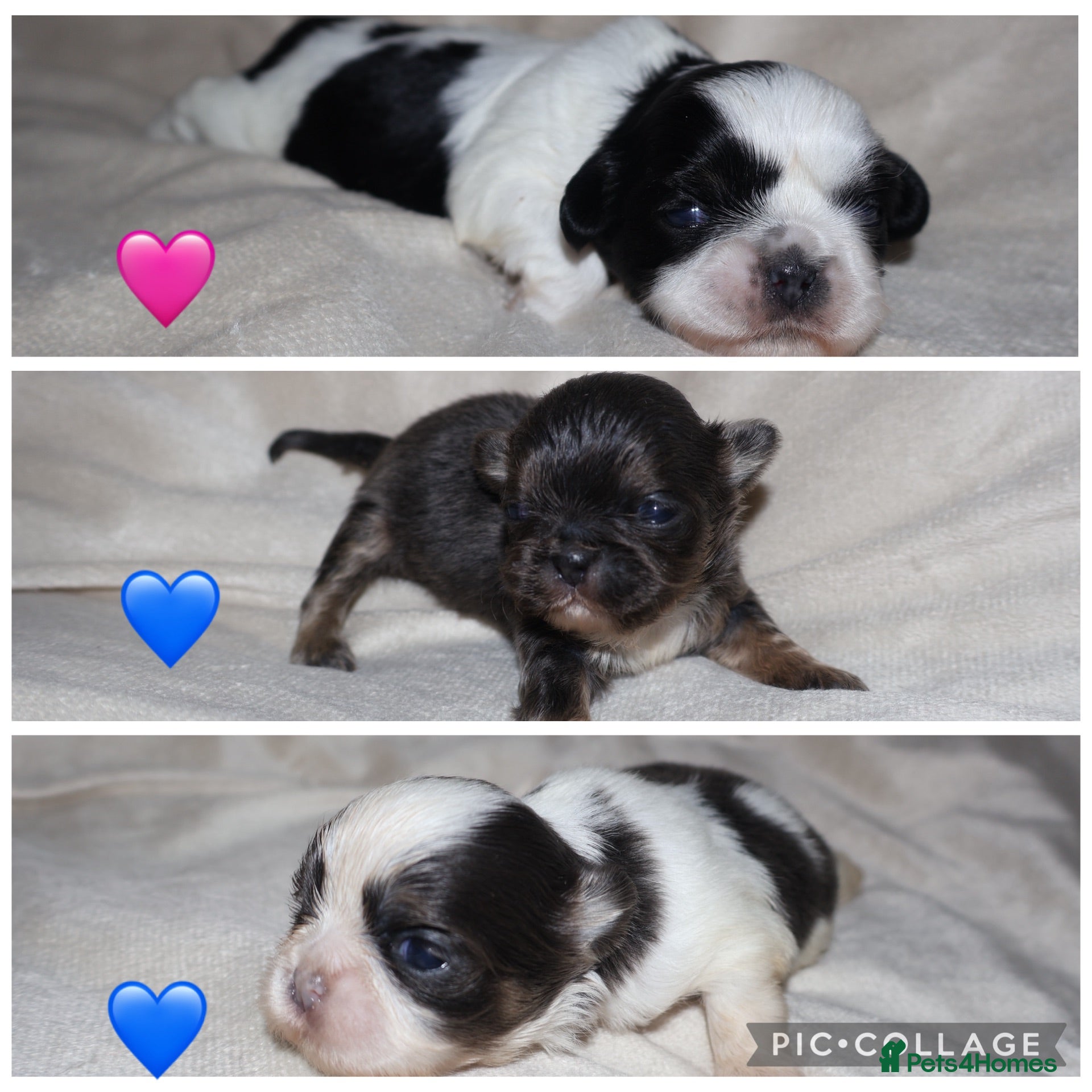 Shih Tzu dogs ‼️Tiny imperial babies super rare dna🧬 - Advert 16