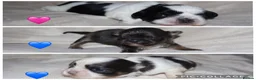 Shih Tzu dogs for sale: ‼️Tiny imperial babies super rare dna🧬 in Liverpool - Advert 1