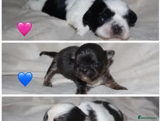 Shih Tzu dogs ‼️Tiny imperial babies super rare dna🧬 - Advert 7