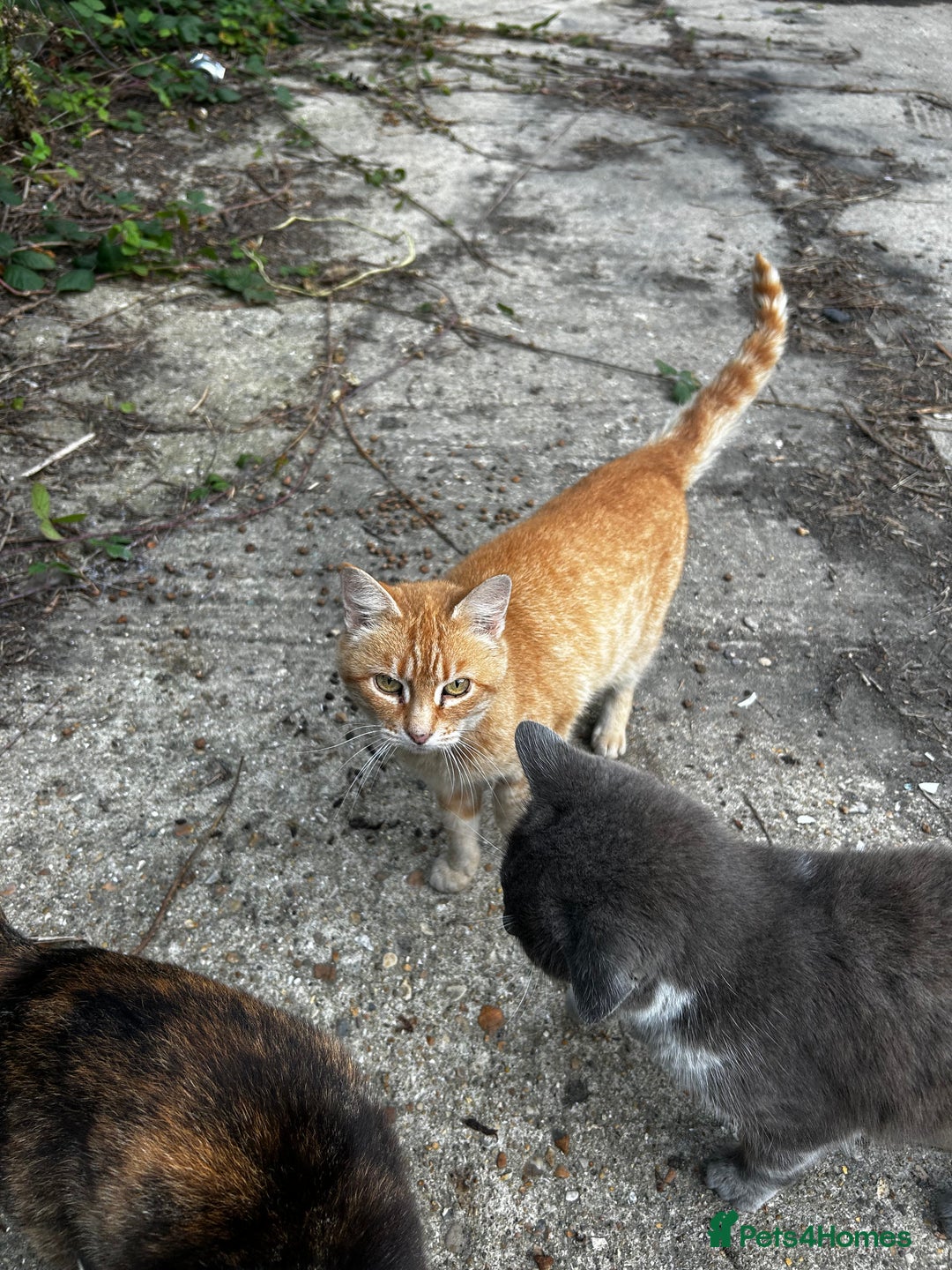 Mixed Breed cats for sale: FARM CATS  - Image 1