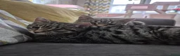 Mixed Breed cats for sale: 2 female British short-hair  - Advert 4