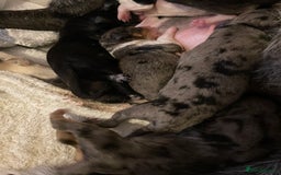 Mixed Breed dogs for sale: Border collie/Cocker Spaniel  - Image 22