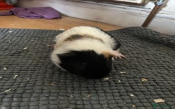 Guinea Pig rodents for sale: Guinea pigs for sale  - Image 6