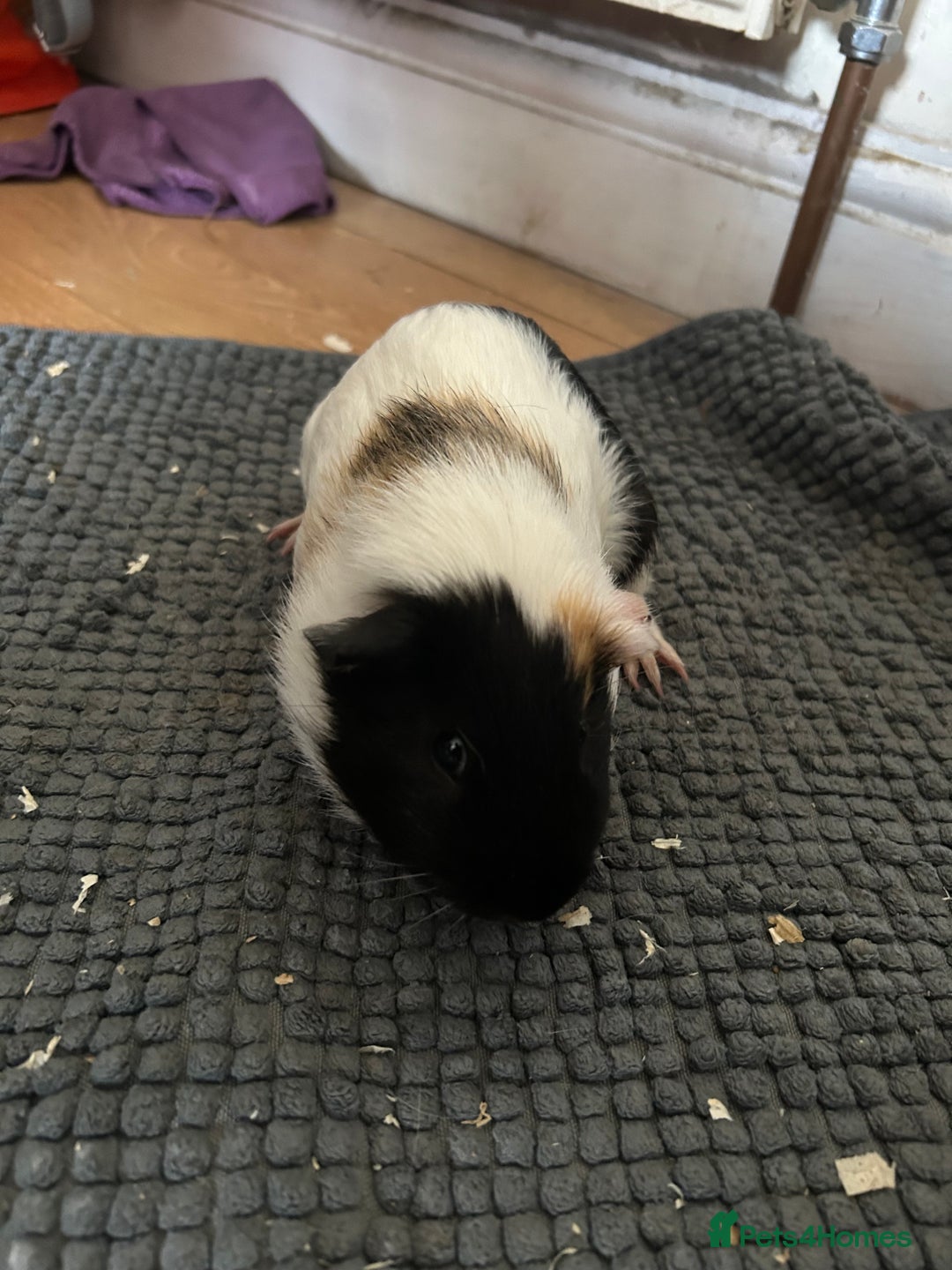 Guinea Pig rodents for sale: Guinea pigs for sale  - Image 6