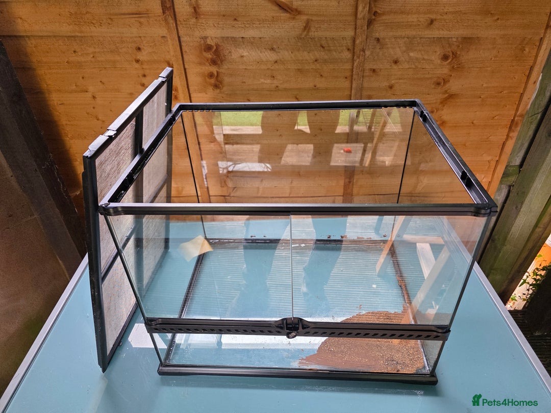 Frog reptiles for sale: Kit terrarium - Image 4