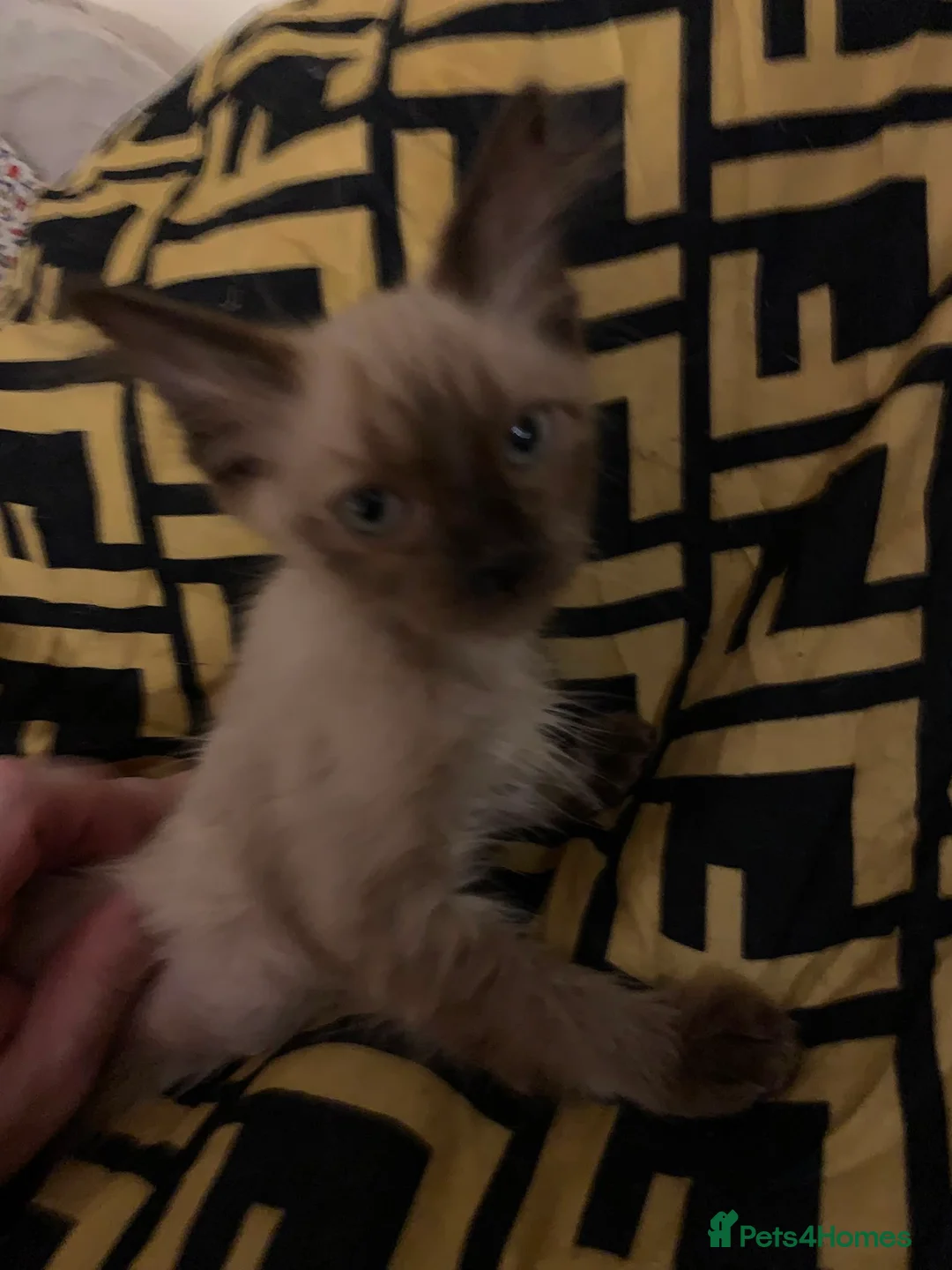 Ragdoll cats for sale: Gorgeous Ragdoll Kittens Looking for Forever Homes - Advert 12