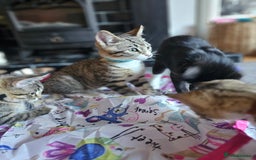 Mixed Breed cats for sale: 2 x Kittens ** urgently need rehoming**  - Image 7