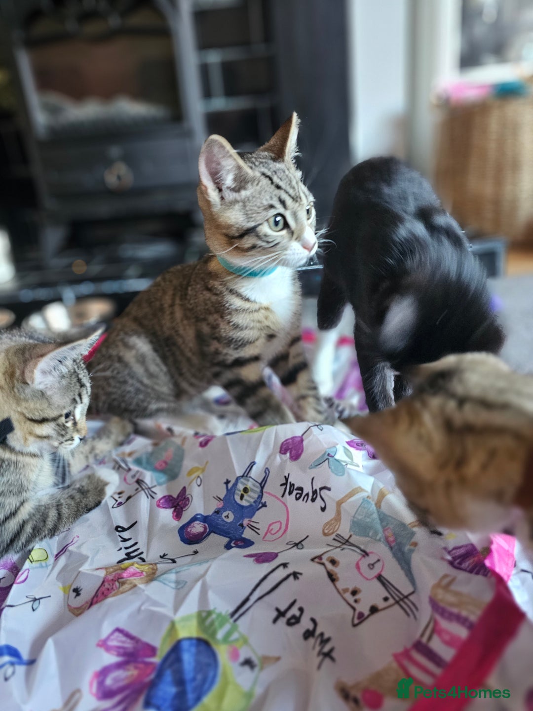 Mixed Breed cats for sale: 2 x Kittens ** urgently need rehoming**  - Image 7