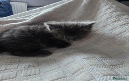 Domestic Shorthair cats for sale: Kittens for sale  - Image 4
