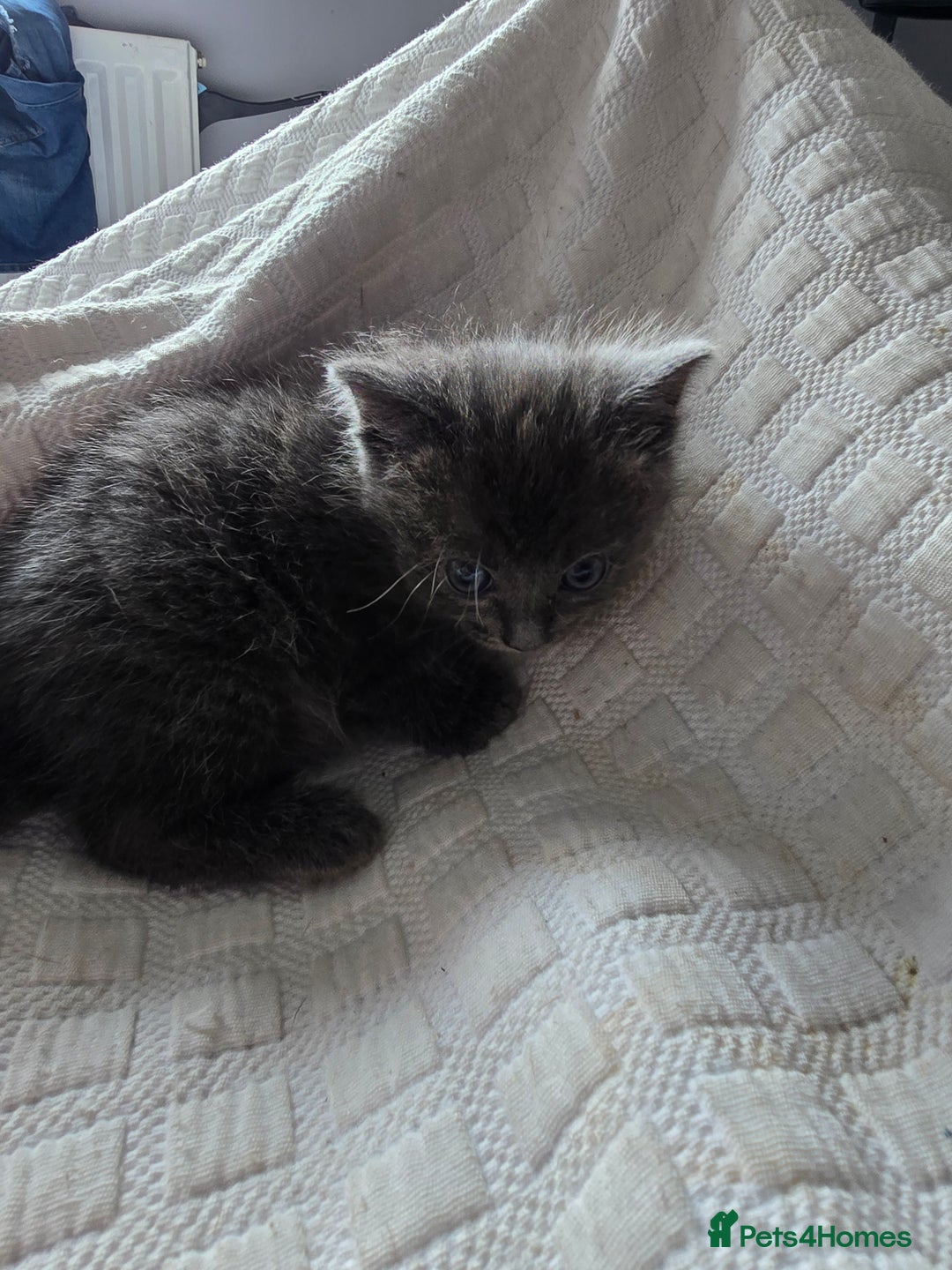 Domestic Shorthair cats for sale: Kittens for sale  - Image 4
