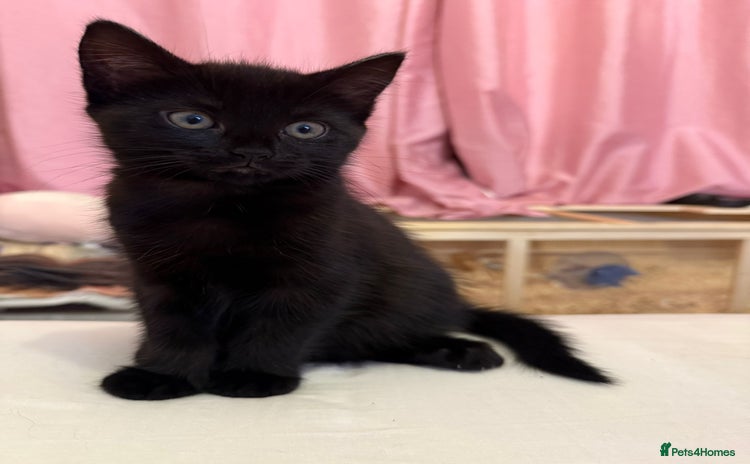 Domestic Shorthair cats - Advert 16