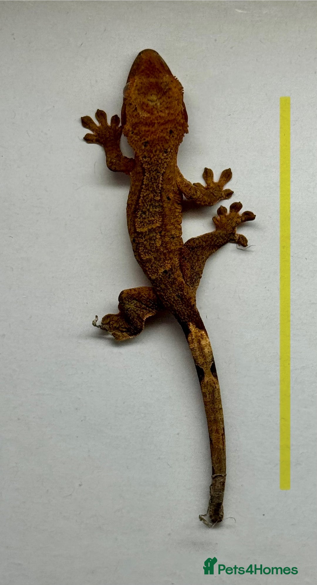 Gecko reptiles for sale: Baby Crested Geckos for Sale – Multiple Morphs  - Advert 11