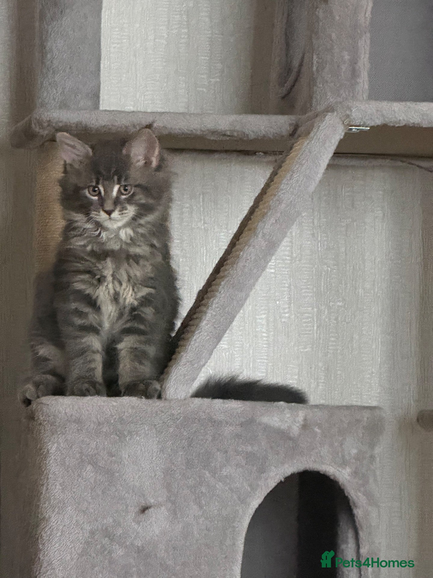 Maine Coon cats G Maine Coons - Advert 1
