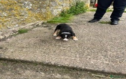Border Collie dogs for sale: Collie puppy's for sale - Image 9