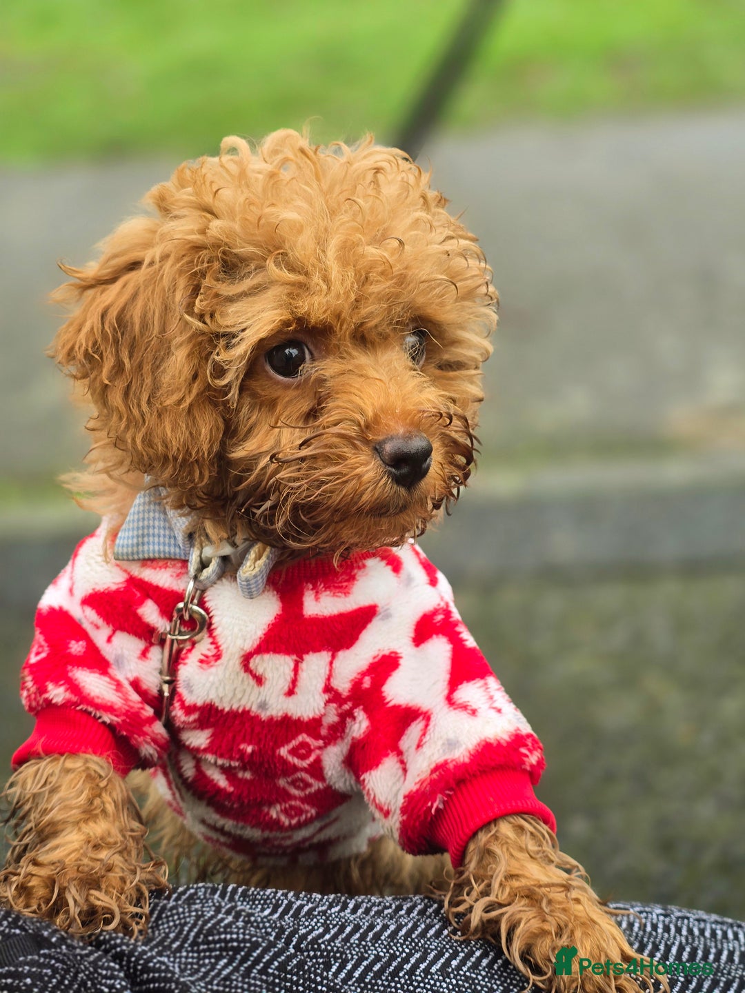Toy Poodle dogs for stud: Toffee is a purebred red Toy Poodle  - Advert 3