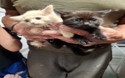 Mixed Breed cats for sale: 4 kittens looking for a new home  - Image 3