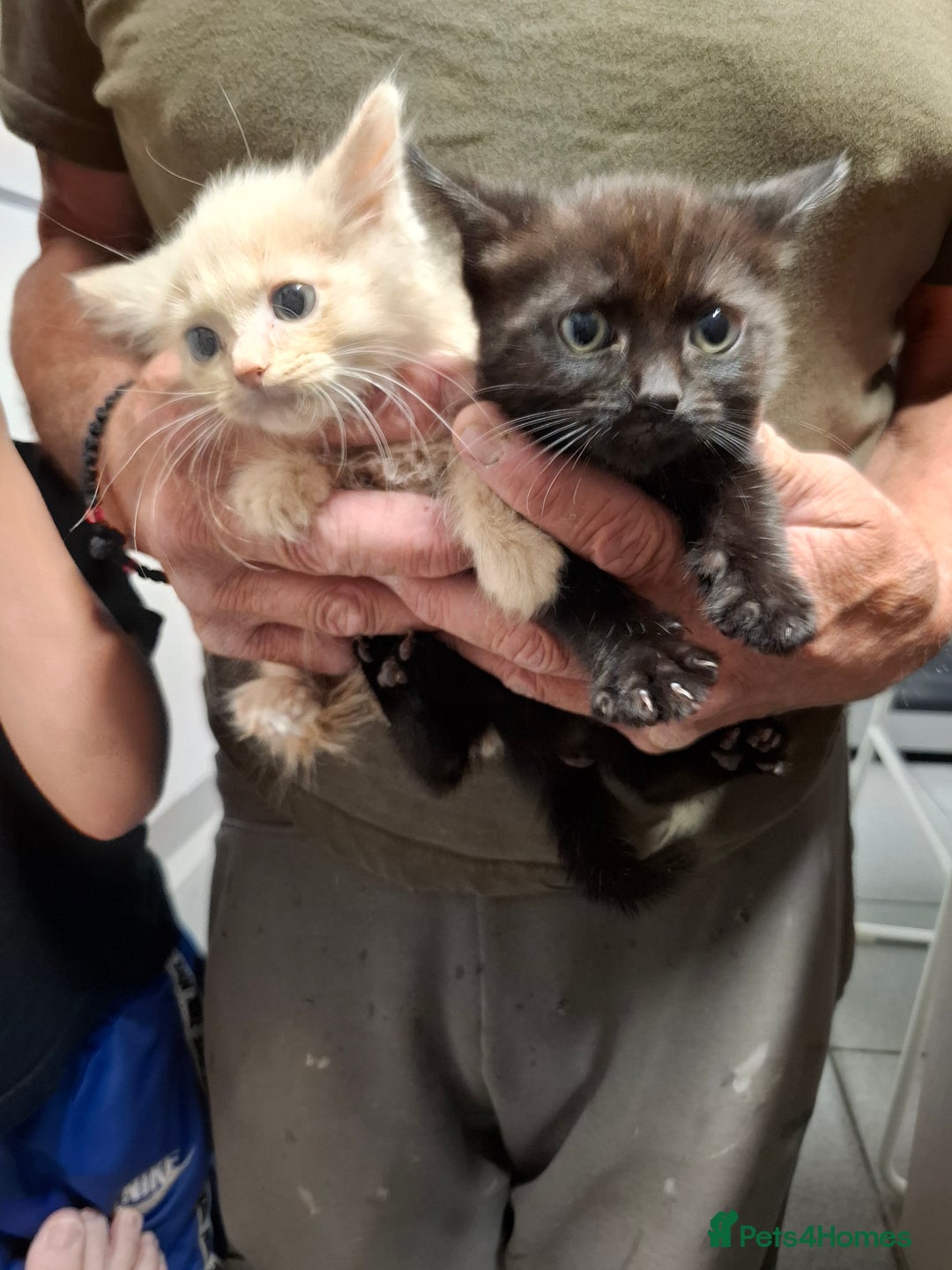 Mixed Breed cats for sale: 4 kittens looking for a new home  - Image 3