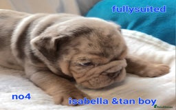 English Bulldog dogs for sale: Dwkc englìsh bulldog puppies  - Image 25