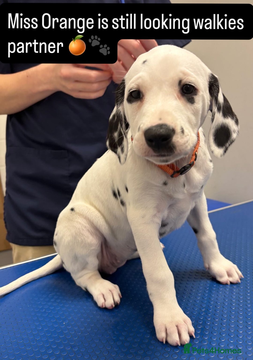 Dalmatian dogs for sale: Stunning mixed litter of Dalmatians  - Advert 28