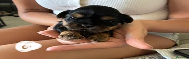Shih Tzu 1