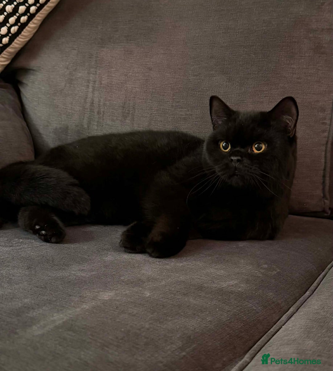 British Shorthair cats for sale: Gccf British shorthair boy  - Advert 2