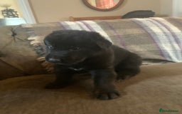Mixed Breed dogs for sale: Labrador x German Shepard puppies - Image 18
