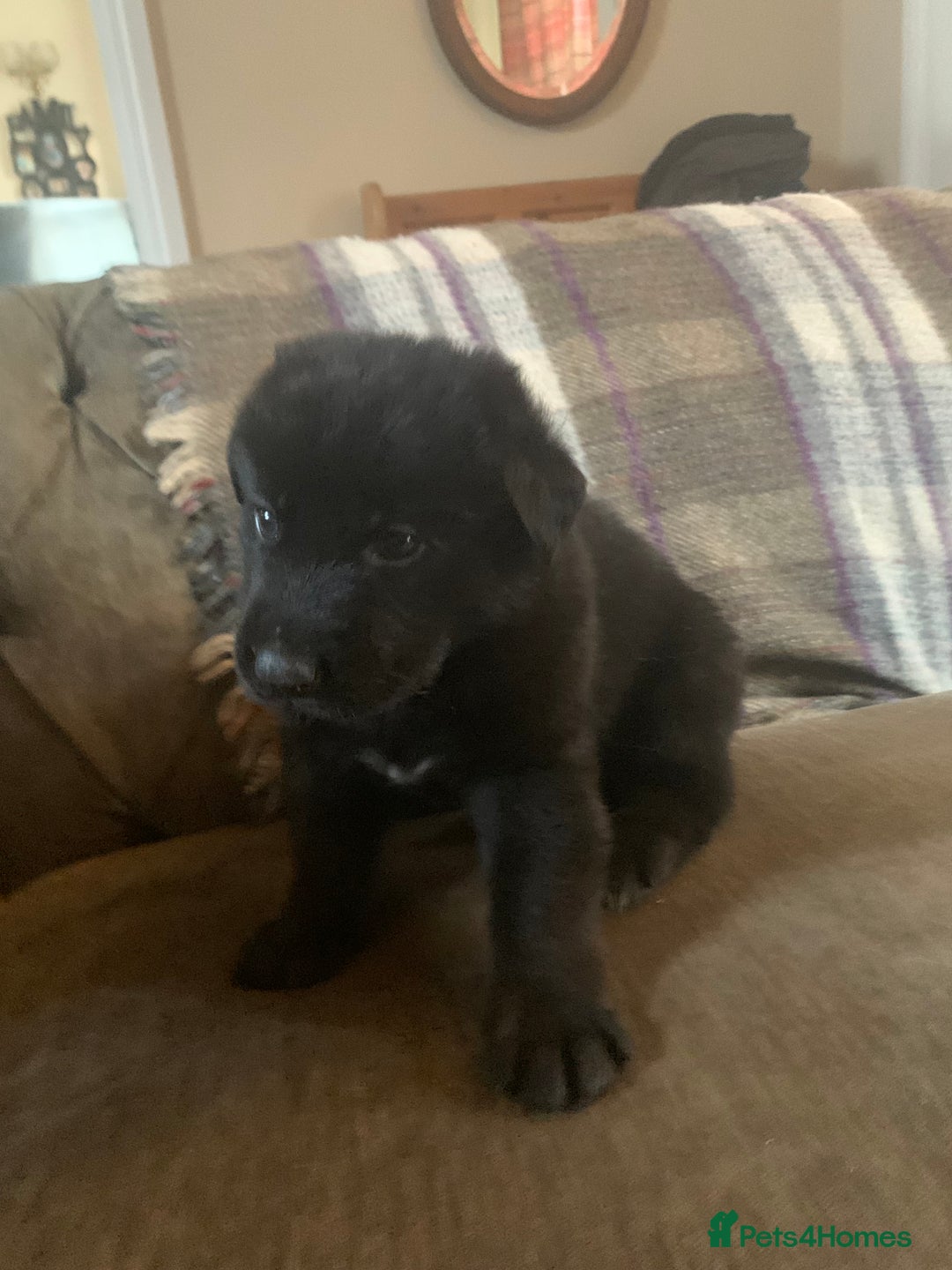 Mixed Breed dogs for sale: Labrador x German Shepard puppies - Image 18
