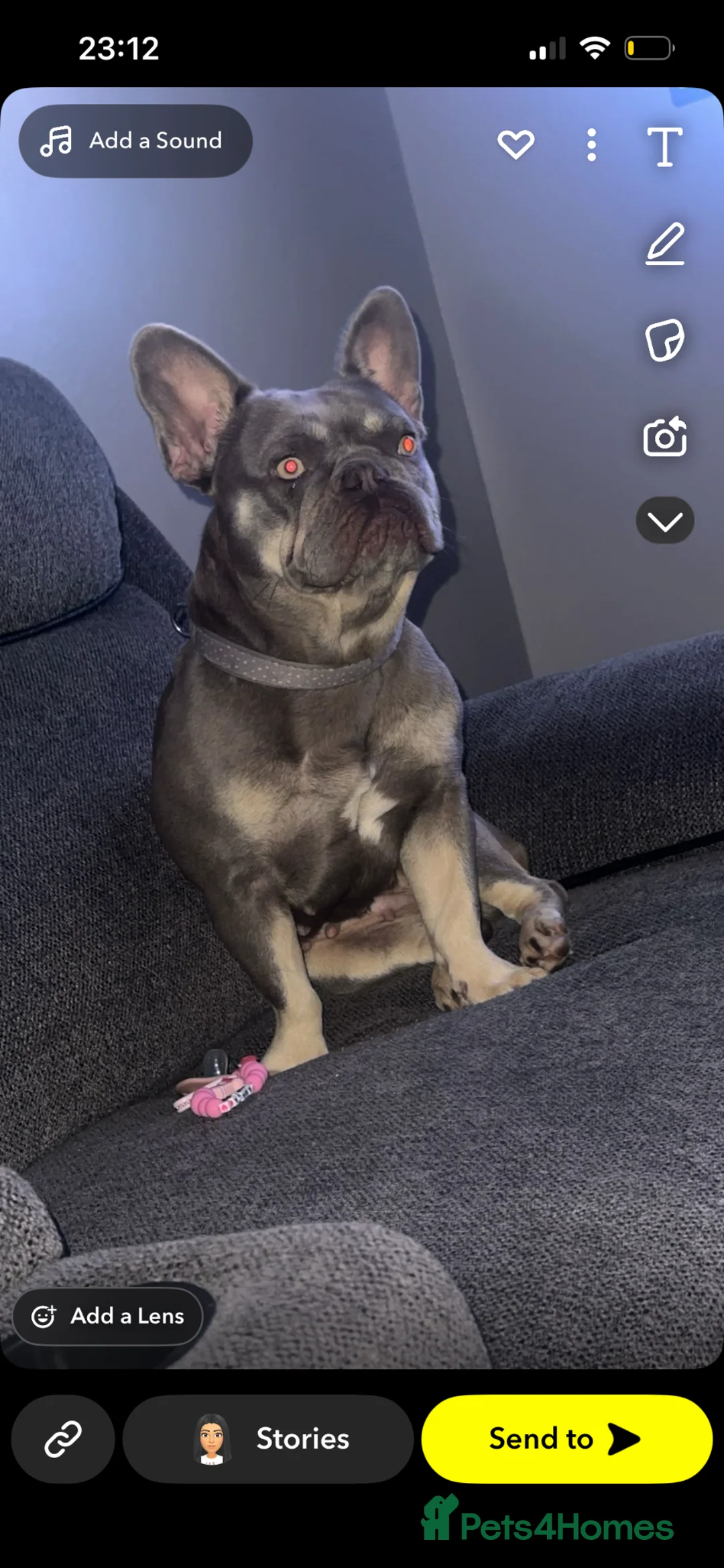 French Bulldog dogs for sale: French bulldogs  - Advert 1