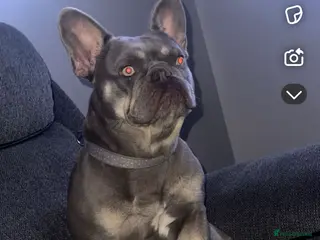 French Bulldog dogs French bulldogs - Advert 1