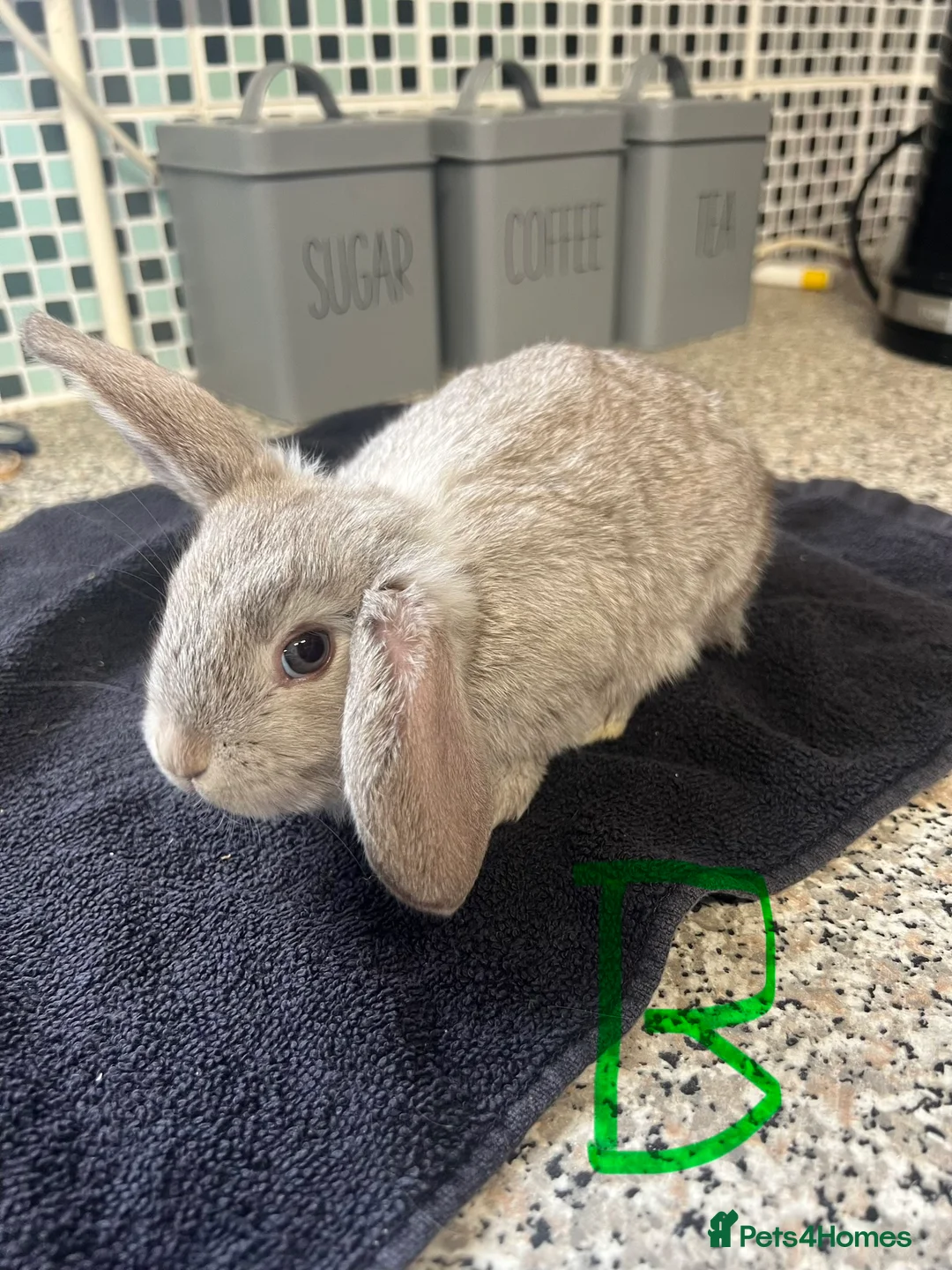 Mixed Breed rabbits for sale: Rabbits - Mix of Girls and boys  - Advert 7